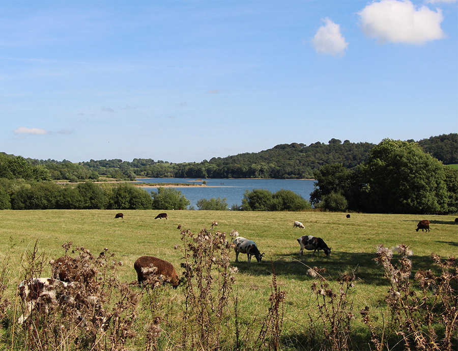 Carsington Water