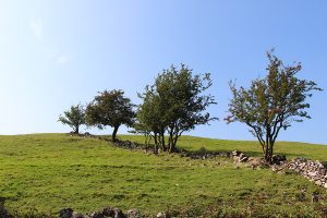 Climbing Towards Back of Ecton