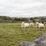 Sheep at Litton