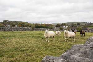 Sheep at Litton