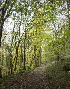 Cressbrook Dale