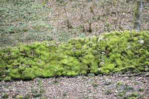 Cressbrook Dale