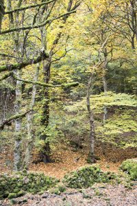Cressbrook Dale