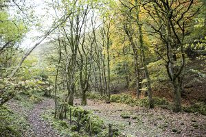 Cressbrook Dale