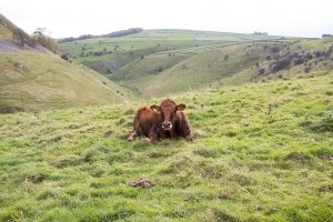 Cressbrook Dale