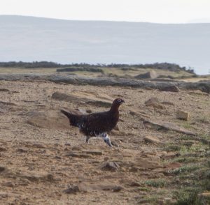 Grouse on Derwent Edge