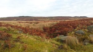 Bamford Edge