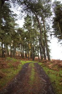 Bamford Edge