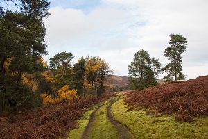 Bamford Edge