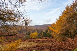 Bamford Edge