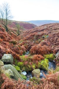 Bamford Edge