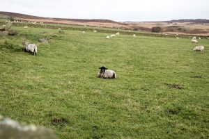 Curbar Edge and Curbar Wood