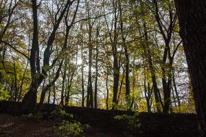 Curbar Edge and Curbar Wood