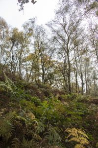 Curbar Edge and Curbar Wood