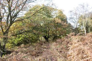 Curbar Edge and Curbar Wood