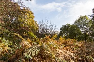 Curbar Edge and Curbar Wood