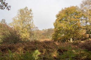 Curbar Edge and Curbar Wood