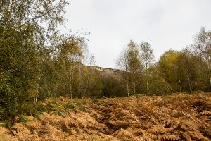 Curbar Edge and Curbar Wood