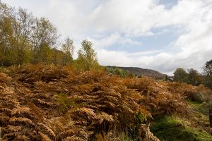 Curbar Edge and Curbar Wood