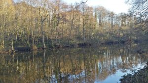 From a walk by the river Derwent