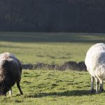 From a walk by the river Derwent