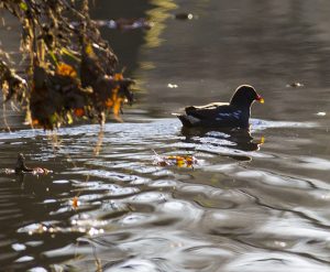 From a walk by the river Derwent