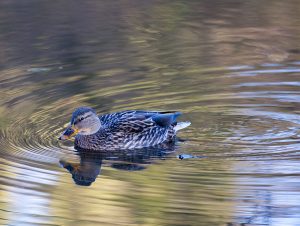 From a walk by the river Derwent
