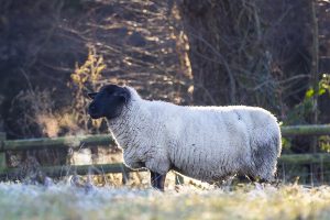 From a walk by the river Derwent