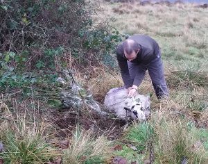 Me rescuing a sheep at Ladybower Reservoir