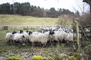 Sheep being sorted by Ladybower Reservoir