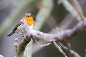 A Robin at Ladybower Reservoir
