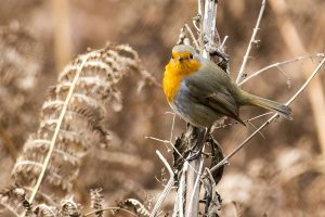 A Robin at Ladybower Reservoir