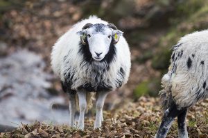 Derbyshire Gritstone Ewe at Ladybower Reservoir