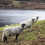Derbyshire Gritstone Ewes at Ladybower Reservoir