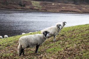 Derbyshire Gritstone Ewes at Ladybower Reservoir
