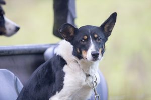 Young sheepdog at Ladybower Reservoir