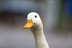 Aylesbury duck at Fariholmes, Ladybower Reservoir