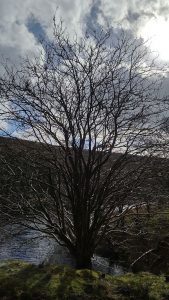 A Tree at Howden Reservoir