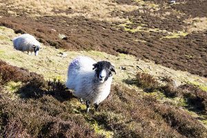 Sheep on Win Hill