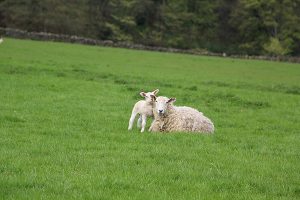 Lambs near Grindleford