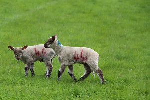 twin Lambs near Grindleford