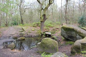 A Pool in Froggatt Wood