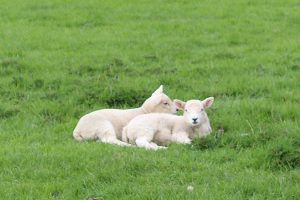 Lambs near Grindleford