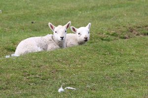 Lambs on Crook Hill