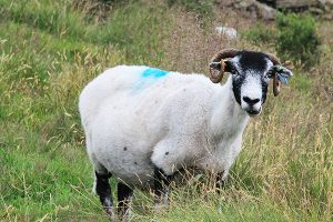 Sheep on Mam Tor