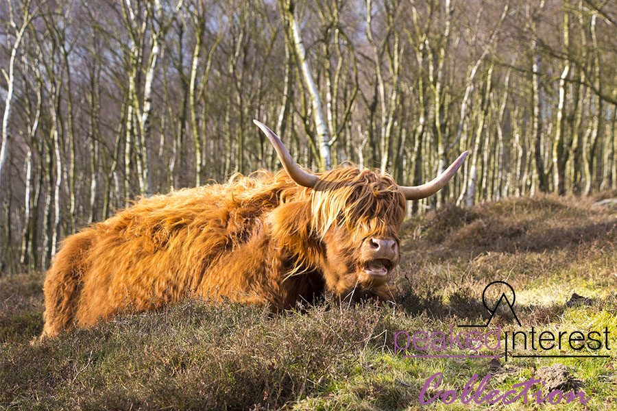 In Search of Higland Cattle on Baslow Edge