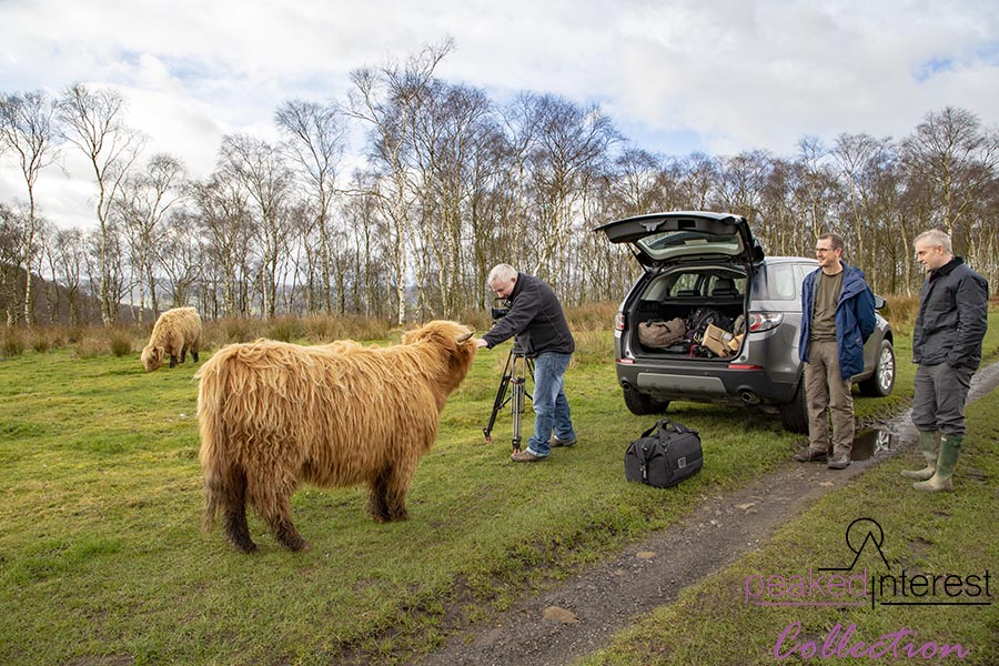 Highland Cattle on Baslow Edge