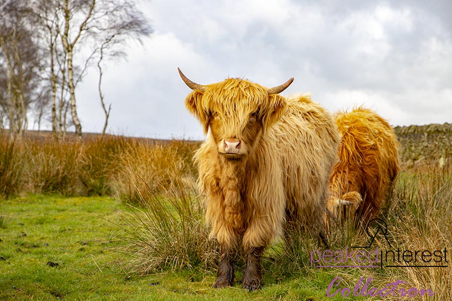 Highland Cattle on Baslow Edge