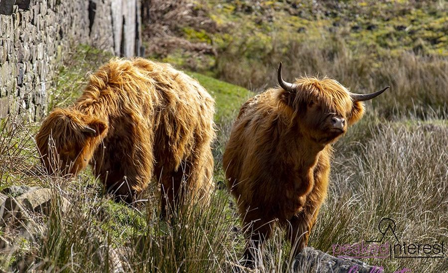 Highland Cattle on Baslow Edge The Inside Out Story